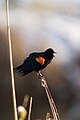 Western washington red winged blackbird grasping branch mid-call, out of focus background