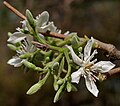 Wrightia tinctoria flowers in Hyderabad, India.