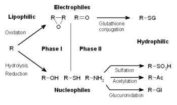 Steroids how to use them