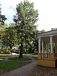 Лиственница европейская (Larix decidua Mill.)