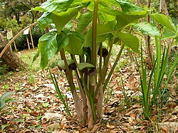 ムサシアブミ (武蔵鐙, Arisaema ringens)