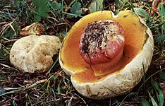 Rubroboletus satanas