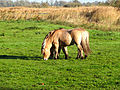 Paarden nabij Westeinde