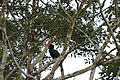 2014 Borneo Rhinoceros Hornbill