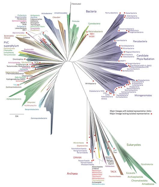 A 2016 metagenomic representation of the tree of life using ribosomal protein sequences. The tree includes 92 named bacterial phyla, 26 archaeal phyla and five eukaryotic supergroups. Major lineages are assigned arbitrary colours and named in italics with well-characterized lineage names. Lineages lacking an isolated representative are highlighted with non-italicized names and red dots. A Novel Representation Of The Tree Of Life.png
