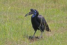 Abyssinian ground-hornbill (Bucorvus abyssinicus) female.jpg