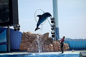 Delfin bei Vorführung
