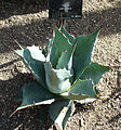 Agave parrasana