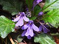 Ajuga decumbens