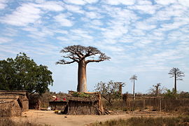 Allée des baobabs