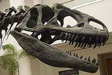 If you were asked what the fifth dinosaur ever discovered was, it is likely that you would know that you did not know the answer. Allosaurus skull SDNHM.jpg