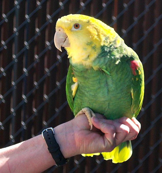 561px-Amazona_oratrix_-Cougar_Mountain_Zoological_Park_-hand-8a.jpg