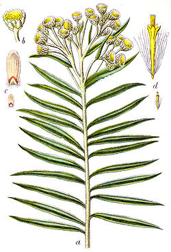 Bild 29 i Johann Georg Sturm: Deutschlands Flora in Abbildungen Illustratör: Jacob Sturm, 1796