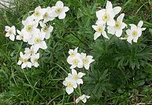 http://upload.wikimedia.org/wikipedia/commons/thumb/9/98/Anemone_narcissifolia.jpg/220px-Anemone_narcissifolia.jpg