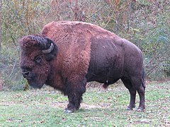 Amerikanischer Bison (Bos bison)