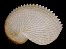 Argonauta nodosus