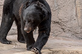 Kragenbär (Ursus thibetanus)