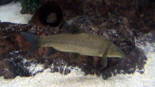 Luciobarbus microcephalus.