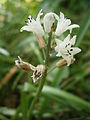 Bellevalia romana close-up