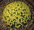 Benthamiella patagonica, a highly ornamental, caespitose hardy alpine from Patagonia.