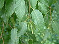 Betula albosinensis var septentrionalis RB4. 
 JPG