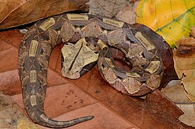 Gaboninkyy (Bitis gabonica)