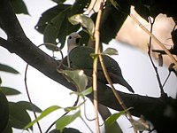 Black-chinned Fruit-Dove (1805679028).jpg