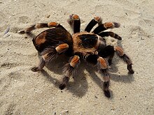 Viuva Negra Aranha Wiki