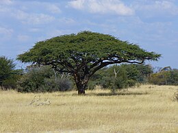 Vachellia erioloba a zimbabwei szavannán