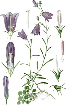 Tafel 561. aus Thomé 1904, Bd. 4: Campanula rotundifolia L.