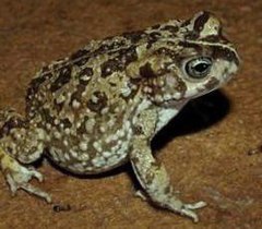 Description de l'image Cape Sand Toad - Vandijkophrynus angusticeps.jpg.