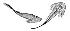 Cephalaspis Lyellii.jpg