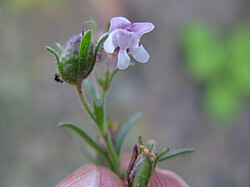 Chaenorrhinum minus Photo : Malte