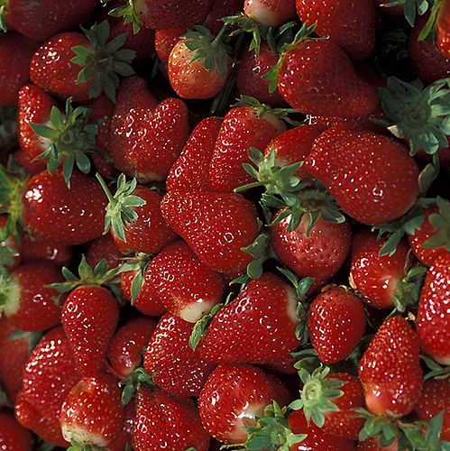 link=https://en.wikibooks.org/wiki/File:Chandler strawberries - USDA ARS - K7726-1.jpg