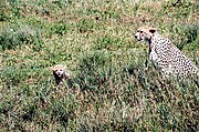 Cheetah mother with cub