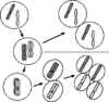 体細胞分裂と減数分裂における染色体の分配