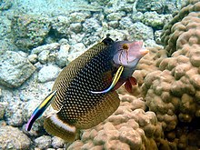 Fish cleaned by smaller cleaner wrasses on Hawaiian reefs Cleaning station konan.jpg