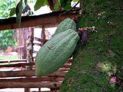 Cosses de cacao (Togo).