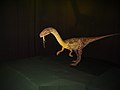 Coelophysis