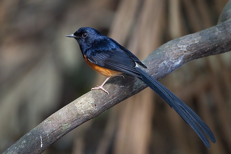 White-rumped Shama male