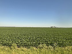 A corn field in Cold Brook Township seen from the California Zephyr in 2022.