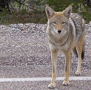 Canis latrans Français : Un coyote en Arizona