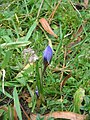 Crocus 'Blue Pearl' opening