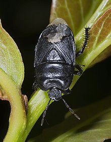 Cydnus aterrimus