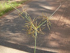 Cyperus betchei