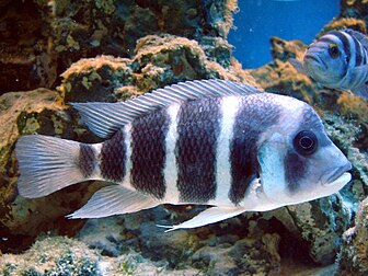 Un frontosa femelle (Cyphotilapia frontosa) au jardin zoologique de Wrocław (Pologne). (définition réelle 2 592 × 1 944)