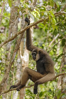 Witbaardgibbon