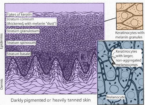 Darkly pigmented skin