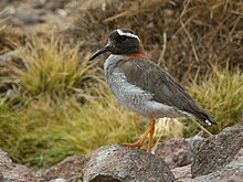 Диадема кулик-plover.jpg