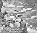 File:Die Gartenlaube (1899) b 06.jpg Baßtölpel Nach dem Leben gezeichnet von Paul Neumann